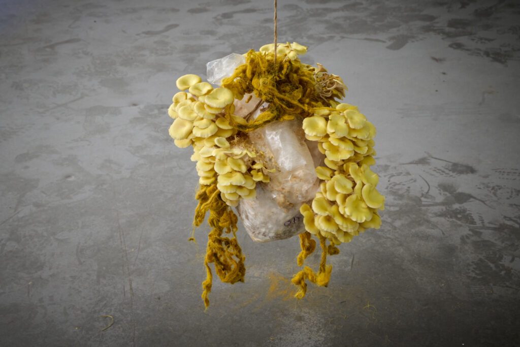 evocation of absent landscapes by claudia bosse, DAS WEISSE HAUS, 2026 – © markus gradwohl