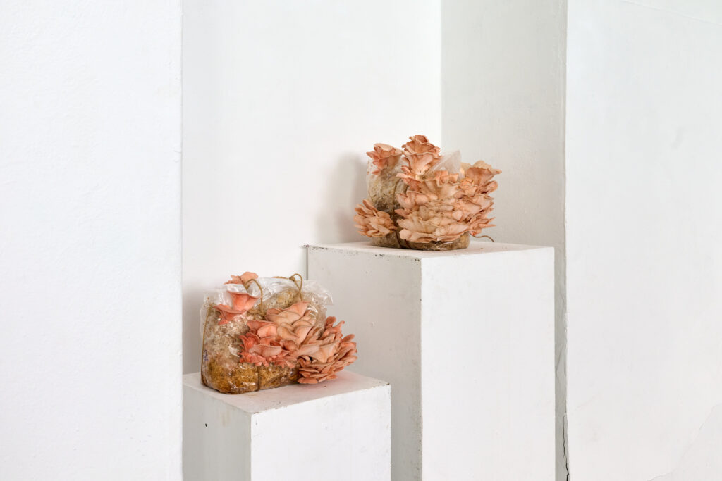 Evocation of Absent Landscapes by Claudia Bosse, DAS WEISSE HAUS, 2026 – © Markus Gradwohl